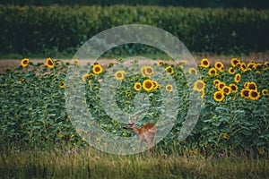 A young roe deer eats grass next to a sunflower field