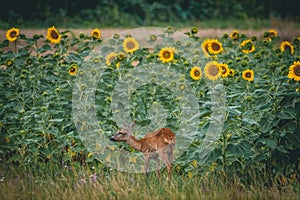 A young roe deer eats grass next to a sunflower field