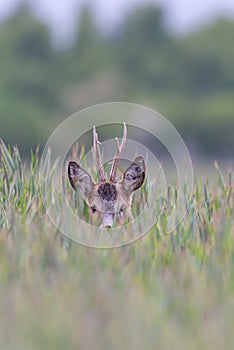Young roe deer on the field