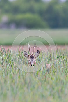 Young roe deer on the field