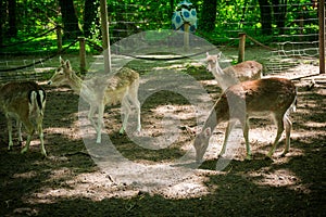 Young roe deer in the forest
