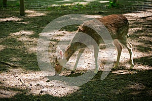 Young roe deer in the forest