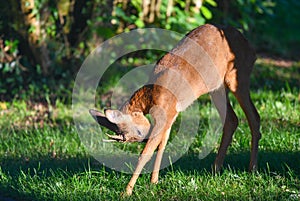 Young roe deer freshen up in a meadow . photo