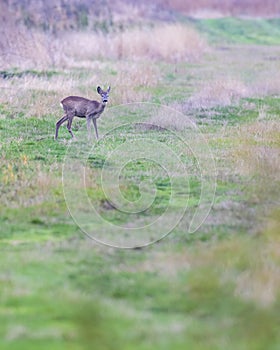 Young roe deer in  in Hortobagy National Park, UNESCO World Heritage Site, Puszta is one of largest meadow and steppe ecosystems