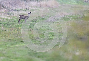 Young roe deer in  in Hortobagy National Park, UNESCO World Heritage Site, Puszta is one of largest meadow and steppe ecosystems