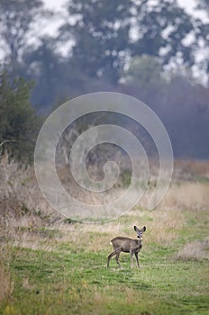 Young roe deer in  in Hortobagy National Park, UNESCO World Heritage Site, Puszta is one of largest meadow and steppe ecosystems