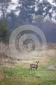 Young roe deer in  in Hortobagy National Park, UNESCO World Heritage Site, Puszta is one of largest meadow and steppe ecosystems photo