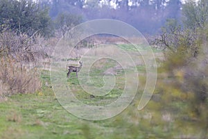 Young roe deer in  in Hortobagy National Park, UNESCO World Heritage Site, Puszta is one of largest meadow and steppe ecosystems photo