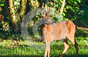 Young roe deer in a meadow always on lookout.