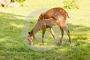 Young roe deer on the meadow. Zoo, wild animals and mammal concept