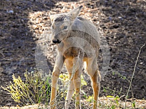 Young roe deer. photo