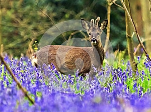 Young Roe Deer Stag in Bluebells