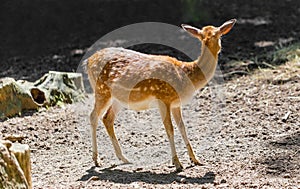 Young roe deer standing