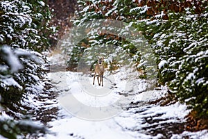 Young Roe deer in winter forest