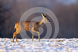 Young roe deer in winter walking on snow.