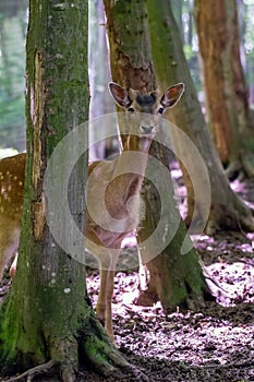 Young roe deer in the woods