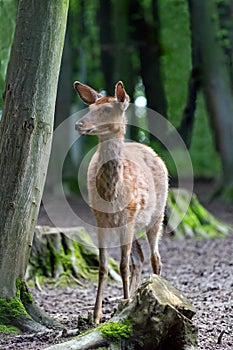 Young roe deer in the woods