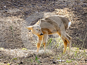 Young roe deer. photo