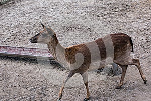 Young roe deer in the zoo outdoors