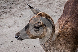 Young roe deer in the zoo outdoors