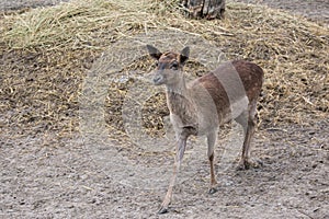 Young roe deer in the zoo outdoors