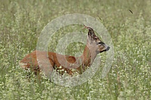 Young roe in a dynamic pose jumping over a meadow full of white flowers