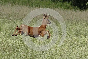 Young roe in a dynamic pose jumping over a meadow full of white flowers