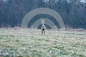 Young roe observed the photographer