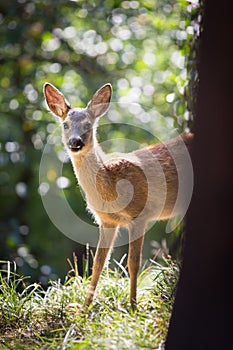 Young Roebuck