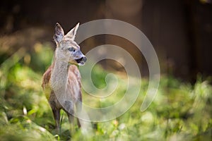 Young Roebuck photo