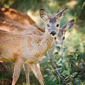 Young Roebuck