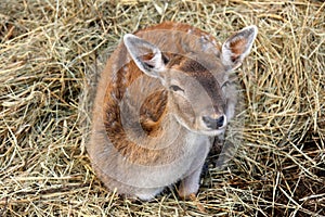 Young roebuck photo