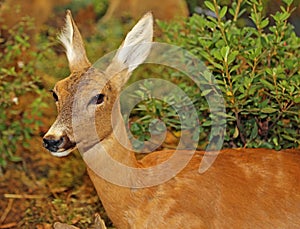 Young Roebuck with Brown fur in autumn