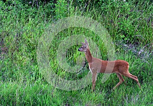 Young Roebuck in grass