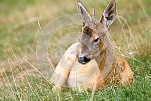Young roebuck with small trophy