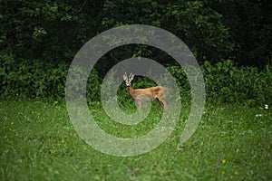 Young roebuck standing on the edge of the forest