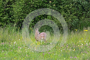 Young roebuck standing in meadow