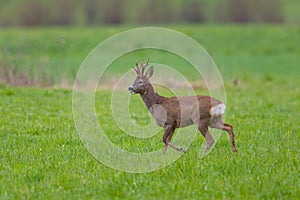 Young roebuck standing in meadow