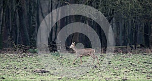 Young roebuck walking in meadow near forest.