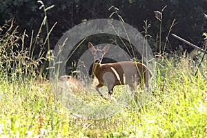 The young roedeer