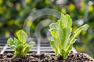 Close-up of young romaine lettuce plants growing in flower pot in container garden