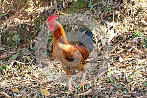 Young Rooster in a country home`s backyard