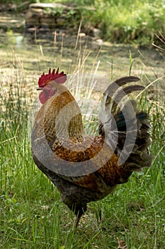 Young rooster on a farm. Colorful rooster on the farm