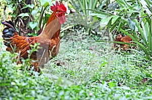 Young Rooster in Grass Field