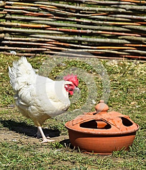 Young rooster next to the drinkers