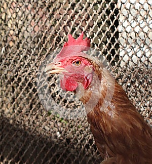 Young rooster in a poutry cage