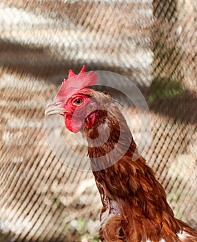 Young rooster in a poutry cage