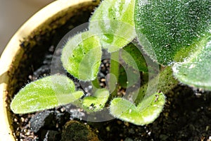 Young rosette of African violet close-up after spring potting