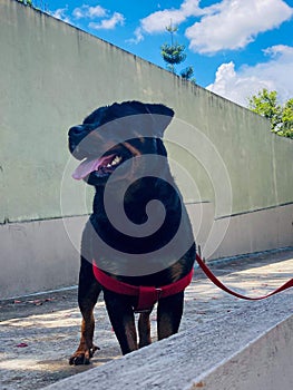 Young Rottweiler dogs