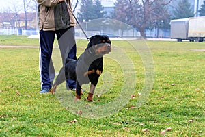Young rottweiler female dog